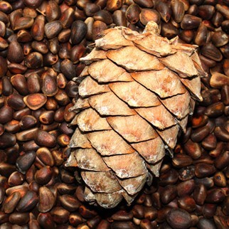 Кедровый орех в скорлупе 1кг