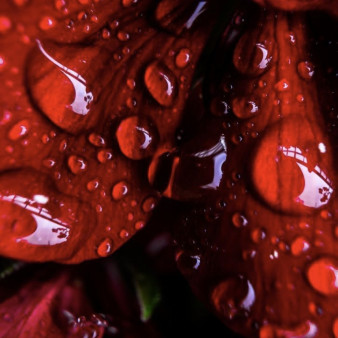 Сбор при Анемии 100г