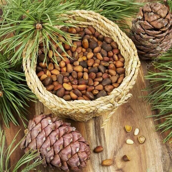 Шишка Кедровая 1шт