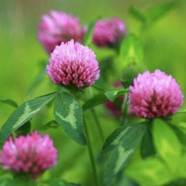 Красный клевер 250г