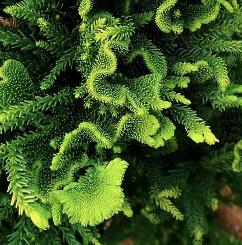 Эфирное масло японского кедра