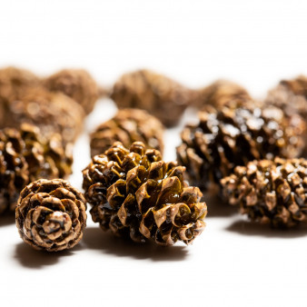 Сосновая «Мишкина шишка» вяленая 50г