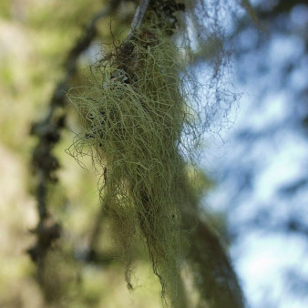 Уснея бородатая 5г