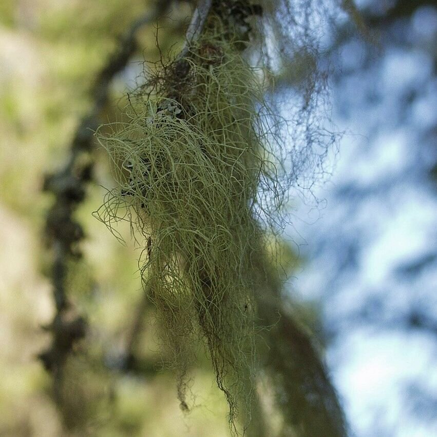 Уснея бородатая 5г