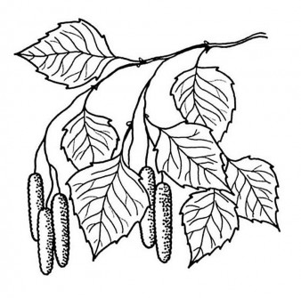 Гидролат березовой почки 50мл