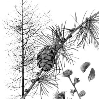 Гидролат лиственницы 50мл