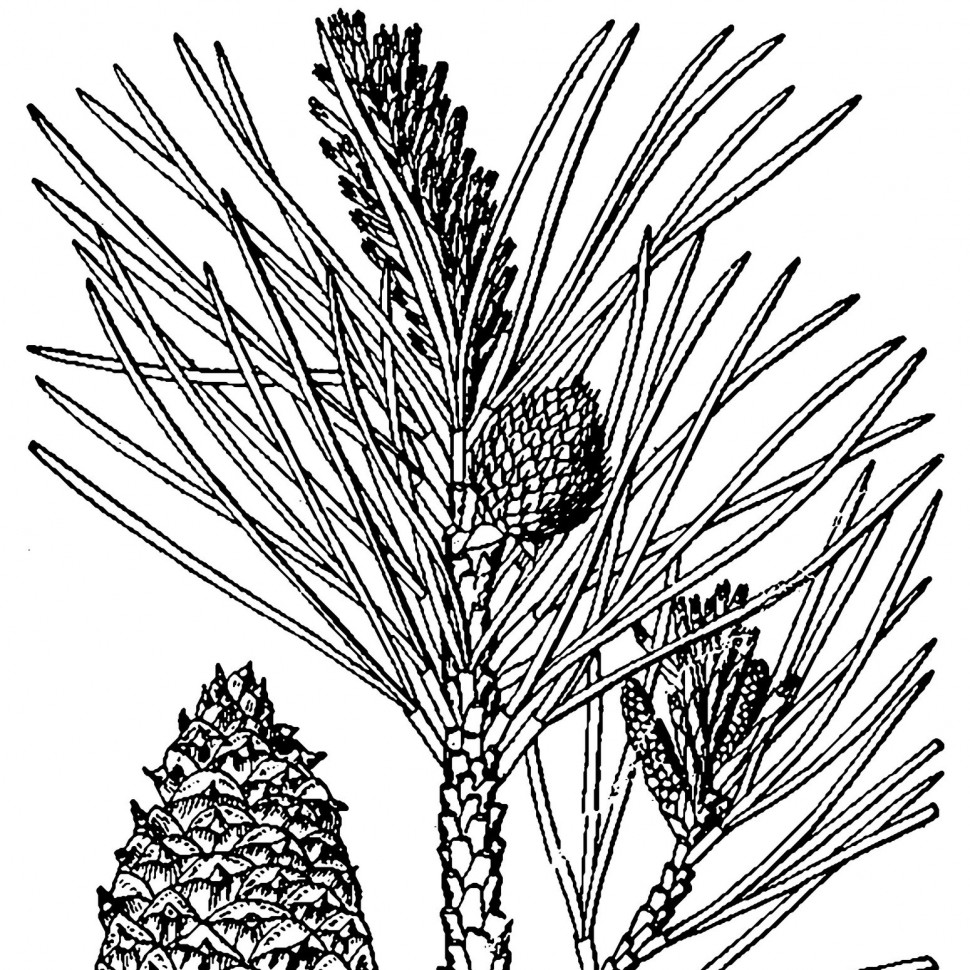 Гидролат сосны 50мл