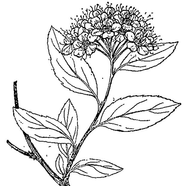 Гидролат таволги 50мл