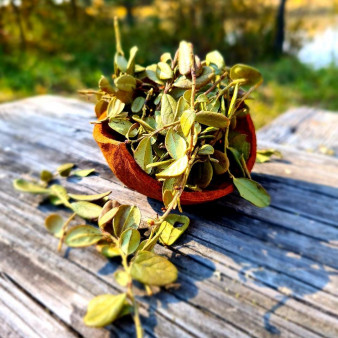 Лист брусничный 5г