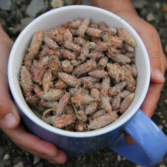 Сосновые почки 40г